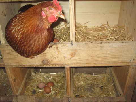 Chickens laying eggs