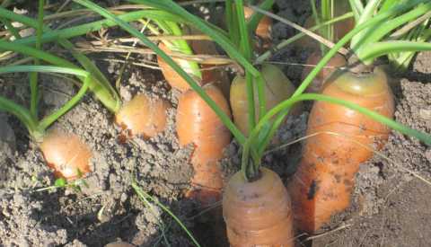 La raccolta delle carote nel nostro orto