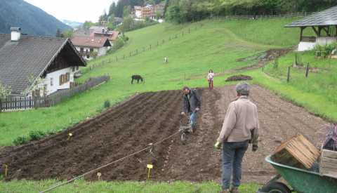 Kartoffelpflanzung am Hof