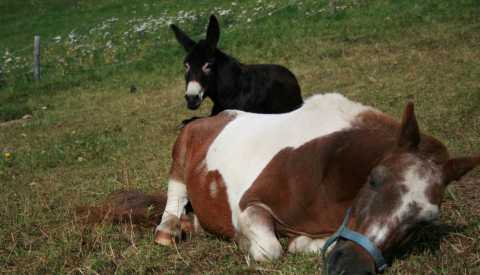 Il Pony Sandy e l`asino Biggi